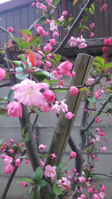 四季の花①